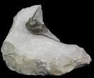 Nicely Prepared Cyphaspis Eberhardiei Trilobite - #40590-1